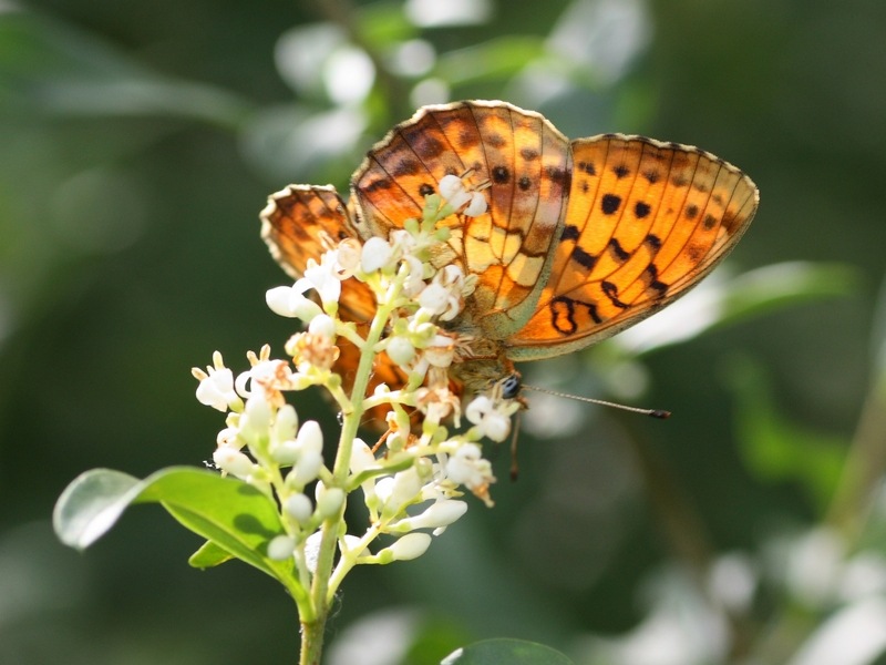 Escursione nel Parco del Ticino